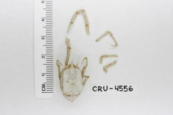 Media type: image;   Invertebrate Zoology CRU-4556 Description: Preserved specimen.;